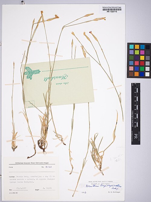 Dianthus longivaginatus: Dianthus longivaginatus — Herbarium specimen from Persia bor., Azarbaijan, ca. 25 km versus austro-orient. ab oppido Shahpur (prope lacum Rezayeh), Iran. Collec