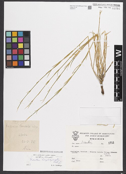 Dianthus longivaginatus: Dianthus longivaginatus — Herbarium specimen from [Iran,] Azerbaidjan, Rezaiyeh, Margavar Kachale Village. 2100 m, Iran. Collected by Amini & Daneshpajouh 1755 