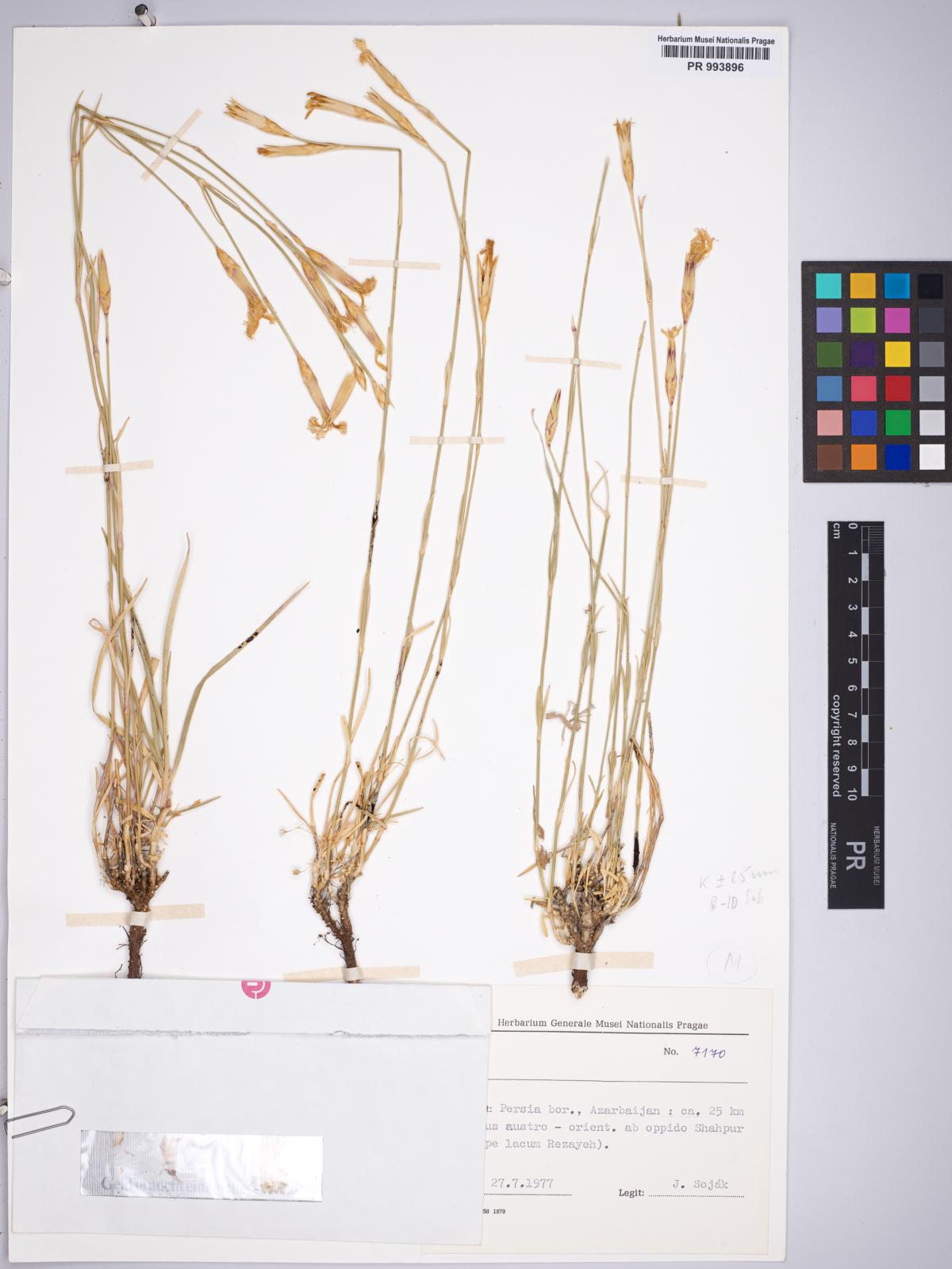 Dianthus longivaginatus: Dianthus longivaginatus — Herbarium specimen from Persia bor., Azarbaijan, ca. 25 km versus austro-orient. ab oppido Shahpur (prope lacum Rezayeh), Iran. Collec