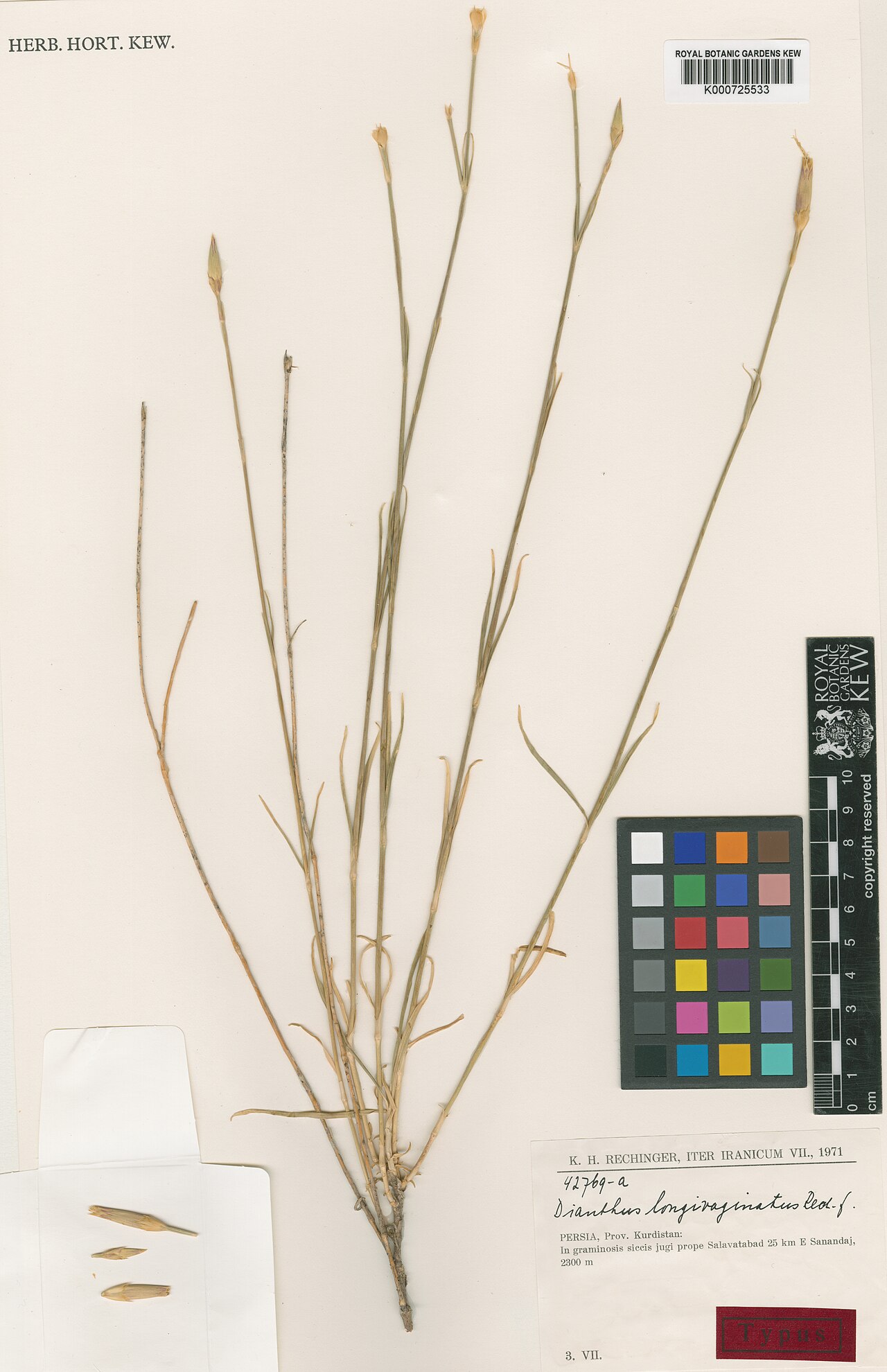 Dianthus longivaginatus: Dianthus longivaginatus — Herbarium specimen from Persia, Prov. Kurdistan. Salavatabad 25km E Sanandaj, 2300m., Iran. Habitat: In graminosis siccis jugi.. Colle