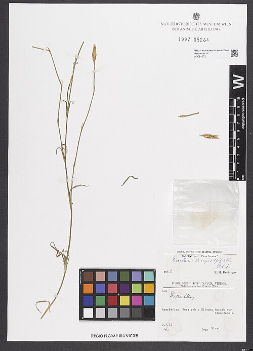 Dianthus longivaginatus: Dianthus longivaginatus — Herbarium specimen from Azerbaijan, Rezaiyeh Silvana-Bardeh sur. 1800-2200 m., Iran. Collected by Siami 434 (1973-07-02). Recorded in