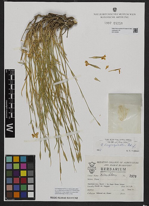 Dianthus longivaginatus: Dianthus longivaginatus — Herbarium specimen from Azerbaijan, Kurd, In jugo Khan inter Baneh et Saggez. 2000 m. [= Saqqez, Saqqez County, Prov. Kurdistan], Iran