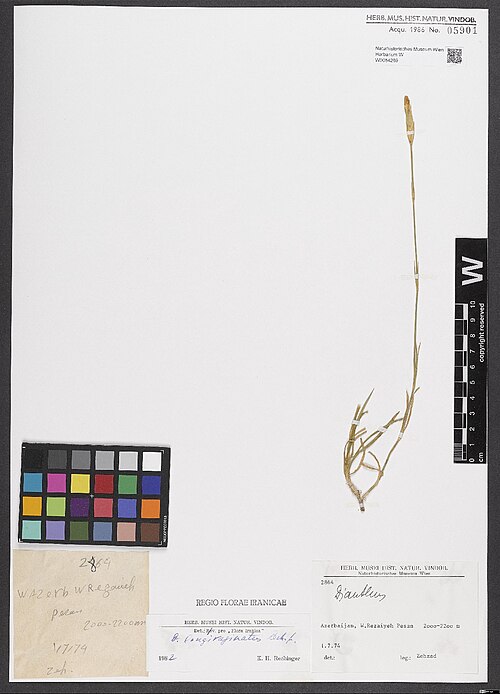 Dianthus longivaginatus: Dianthus longivaginatus — Herbarium specimen from Azerbaijan, W. Rezaiyeh Pesan. 2000–2200 m., Iran. Collected by Zehzad 2860 (1974-07-01). Recorded in GBIF occ