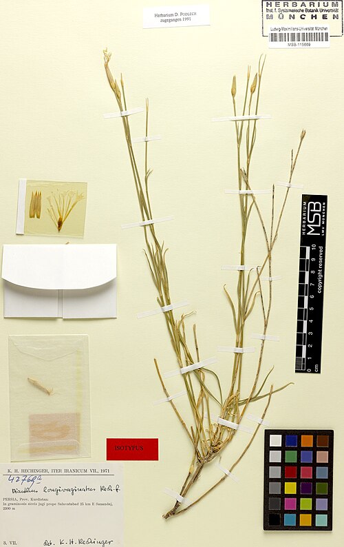 Dianthus longivaginatus: Dianthus longivaginatus — Herbarium specimen from Persia, Prov. Kurdistan, in graminosis siccis jugi prope Salavatabad 25 km E Sanandaj, Iran. Collected by Rech
