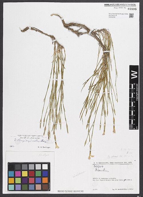 Dianthus longivaginatus: Dianthus longivaginatus — Herbarium specimen from Persia, W, Azerbaijan occidentalis [= Āẕarbāyǧān-e Ġarbī], Kuh Kani Ziarat N Habashi Bala prope Qotur; 3000 m.