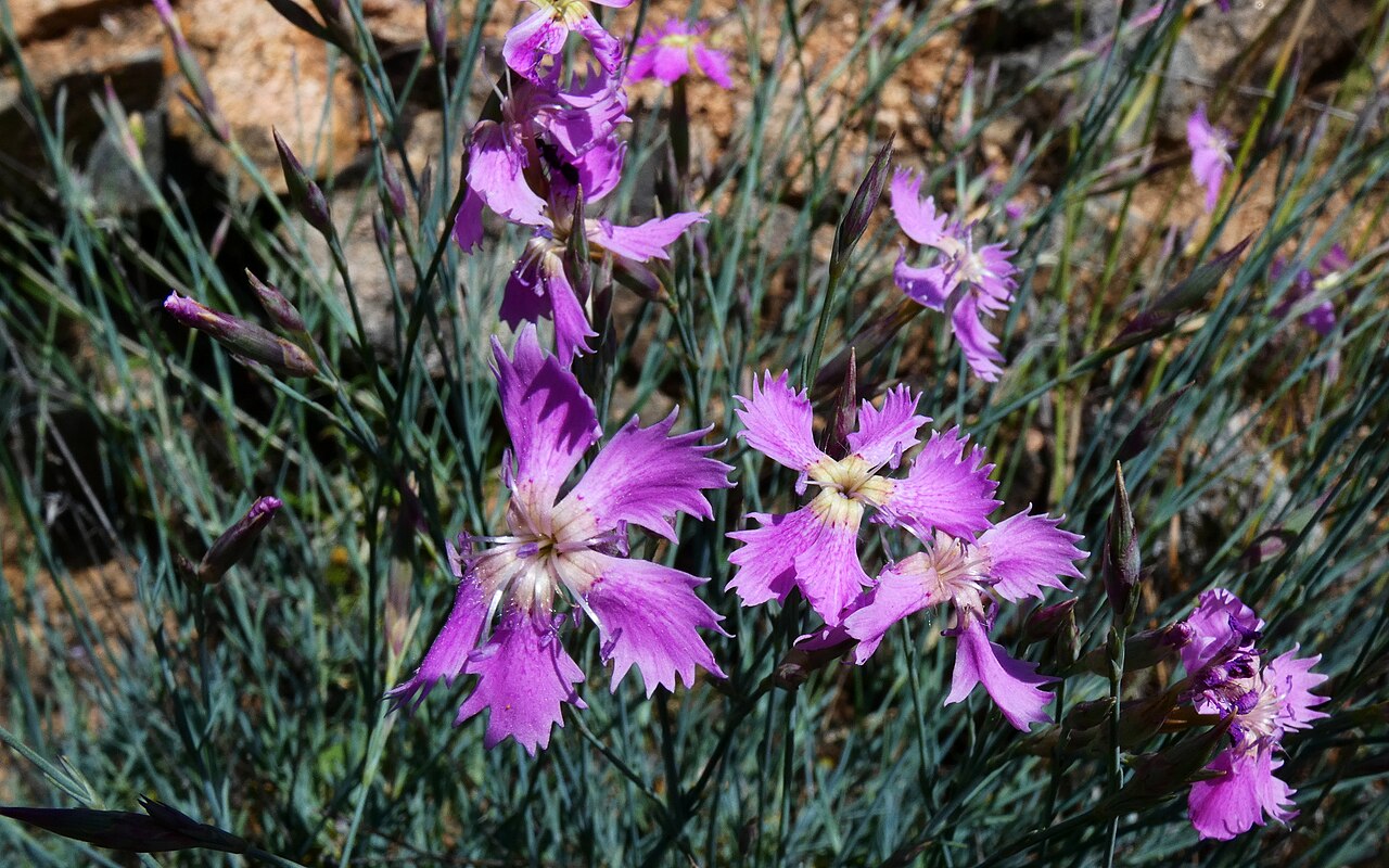 Dianthus lusitanus: Flores de clavellinas o clavel silvestre (Dinathus lusitanus).