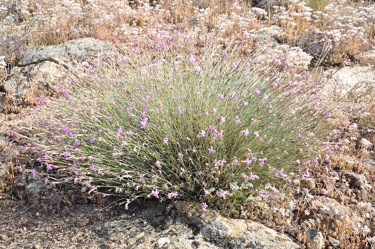 Dianthus lusitanus: Clavelina de roca ( Dianthus lusitanus ) , Guareña-LaTorre (Ávila), España.
