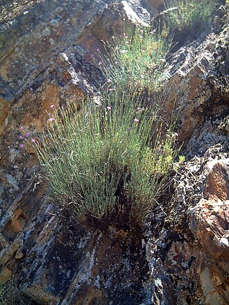 Dianthus lusitanus: A work release by Javier martin Francisco Javier Martin Lopez, a plant Dianthus lusitanus , in Sierra Madrona , Ciudad Real , Spain 2006, May 25. A free donatio