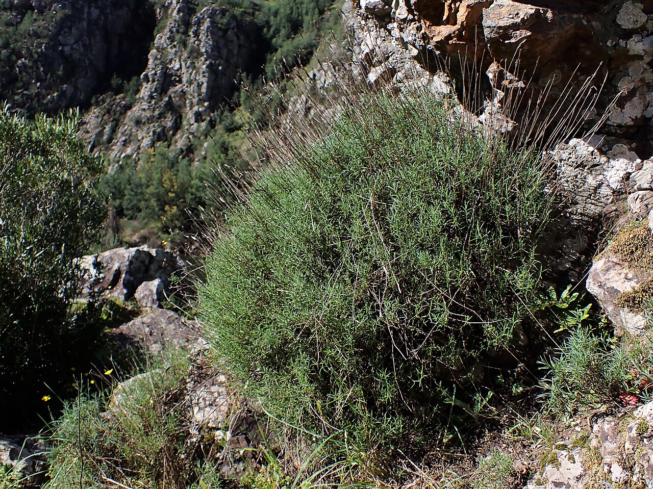 Dianthus lusitanus: Dianthus lusitanus in Penacova near Coimbra in Portugal