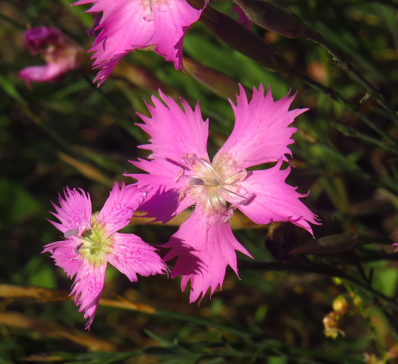 Dianthus lusitanus: Dianthus lusitanus in the municipality of Moreruela de Tábara, province of Zamora ( Spain ).