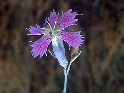 Dianthus lusitanus: A work release by Javier martin Francisco Javier Martin Lopez, a plant Dianthus lusitanus , in Sierra Madrona , Ciudad Real , Spain 2006, July 15. A free donati
