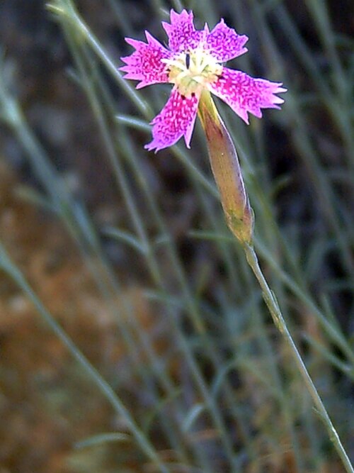 Dianthus lusitanus: A work release by Javier martin Francisco Javier Martin Lopez, a plant Dianthus lusitanus , in Sierra Madrona , Ciudad Real , Spain 2006, May 25. A free donatio