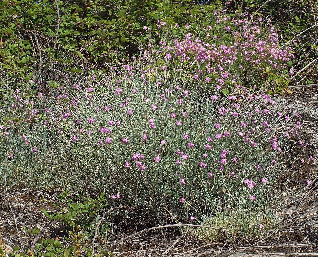 Dianthus lusitanus: Dianthus lusitanus ( Caryophyllaceae ). Losar de la Vera ( Cáceres , España ).