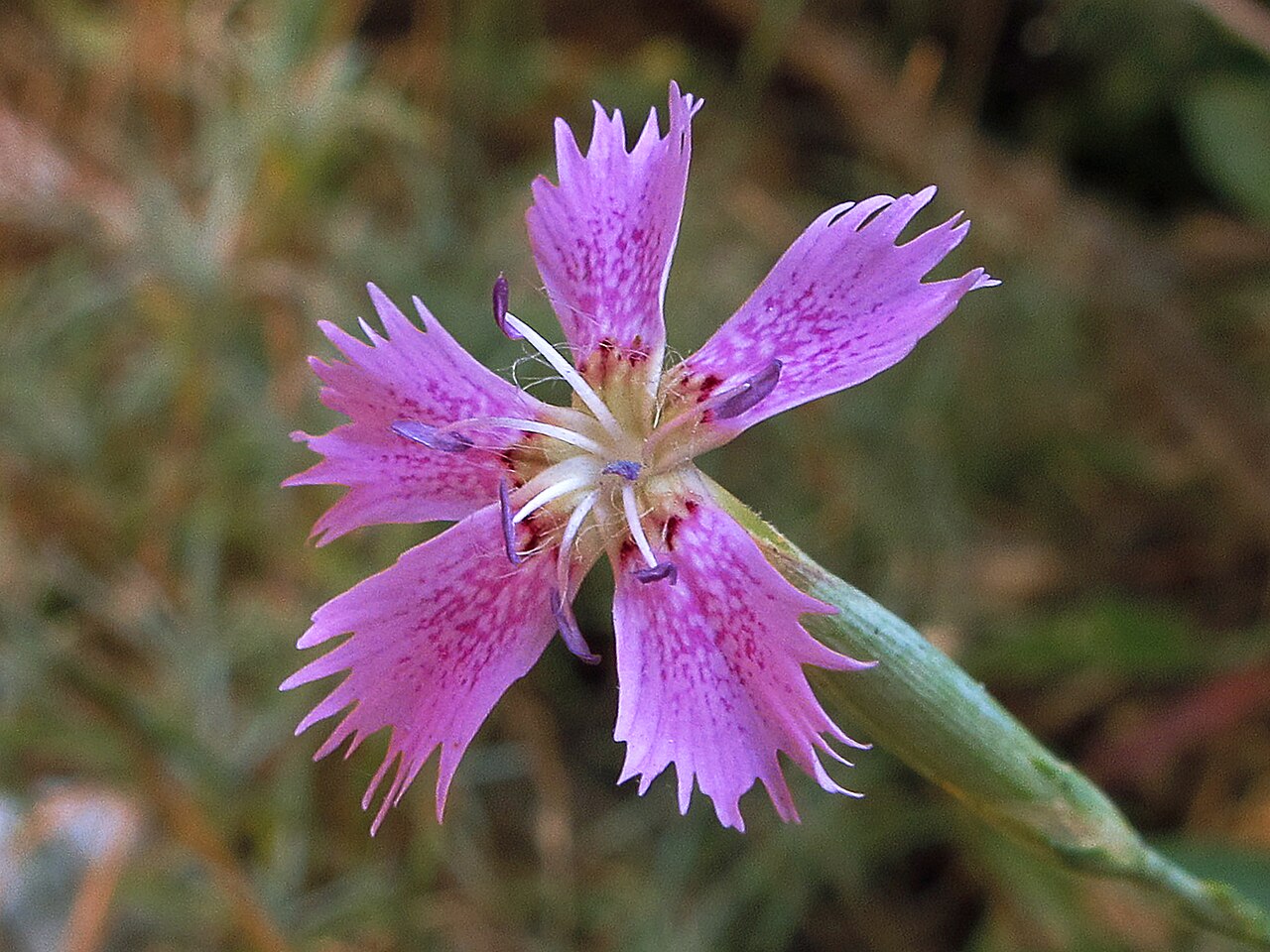 Dianthus lusitanus: Sobre rocas Coloquialmente se las conoce como claveles y clavelinas. Comprende 1040 especies descritas y de estas, solo 333 aceptadas