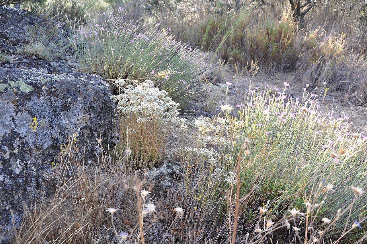 Dianthus lusitanus: Clavelina de roca ( Dianthus lusitanus ) y uva de pájaro ( Sedum album ) en Guareña-La Torre, (Ávila), España.