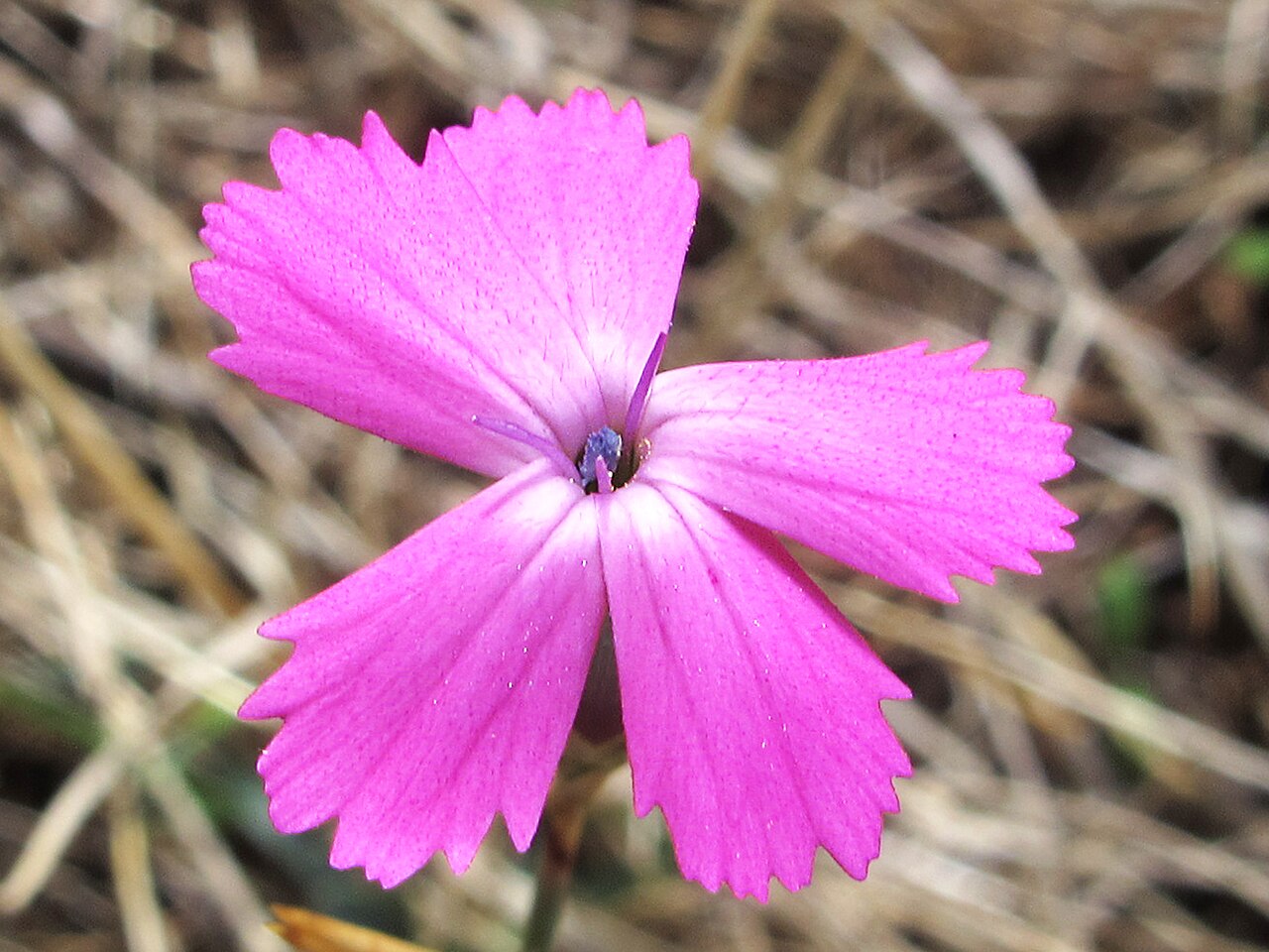 Dianthus lusitanus: Dianthus lusitanus Brot - Sierra del Rincon de Madrid