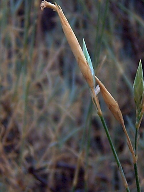 Dianthus lusitanus: A work release by Javier martin Francisco Javier Martin Lopez, a plant Dianthus lusitanus , in Sierra Madrona , Ciudad Real , Spain 2006, July 15. A free donati