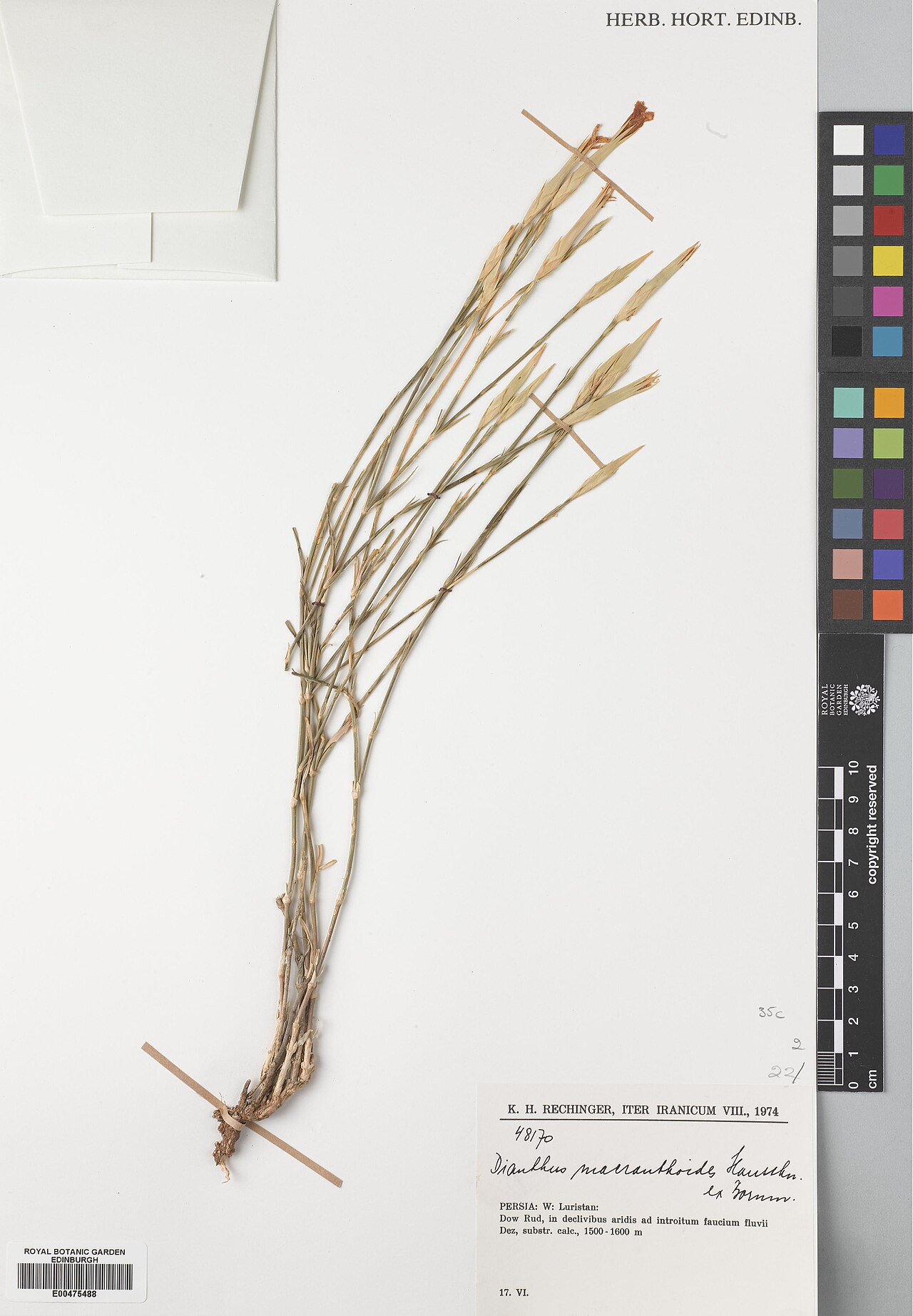 Dianthus macranthoides: Dianthus macranthoides — Herbarium specimen from Lorestan, Dow Rud, Iran. Collected by Rechinger, Karl Heinz (1974-06-17). Recorded in GBIF occurrence 575105391