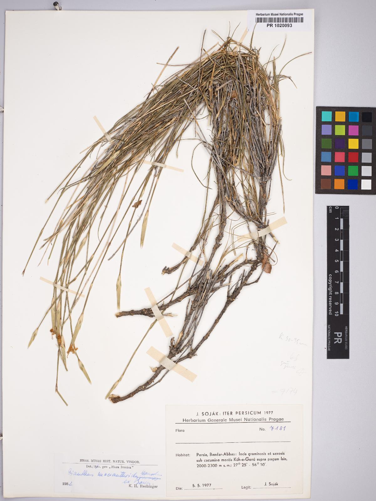 Dianthus macranthoides: Dianthus macranthoides — Herbarium specimen from Persia, Bandar-Abbas, locis graminosis et saxosis sub cacumine montis Kúh-e-Genú supra pagum Isin, 2000-2300 m,
