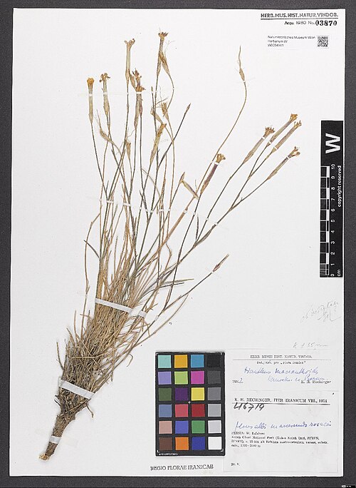 Dianthus macranthoides: Dianthus macranthoides — Herbarium specimen from Persia, W, Esfahan, Kolah Ghazi National Park (Kuh-e Kolah Qazi), ca. 25 km ab Esfahan austro-orientem versus,