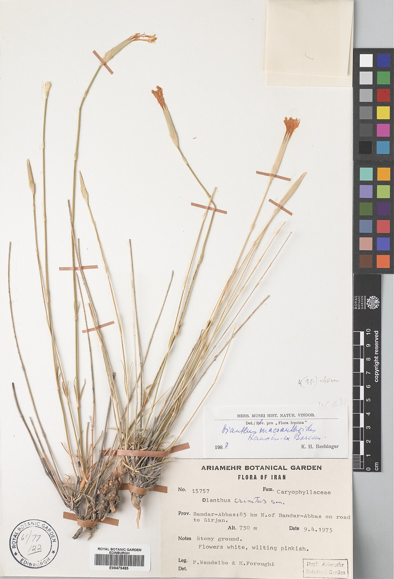 Dianthus macranthoides: Dianthus macranthoides — Herbarium specimen from Bandar-Abbas, 85 km N of Bandar-Abbas on road to Sirjan, Iran. Collected by Wendelbo, Per Erland Berg & Forough