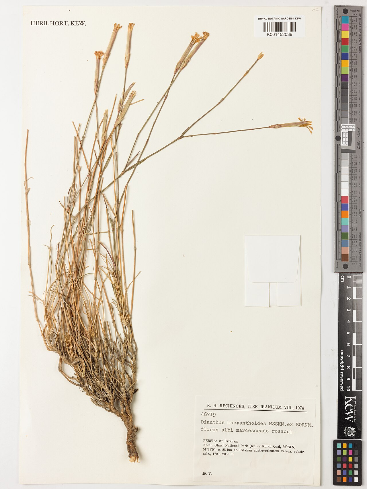 Dianthus macranthoides: Dianthus macranthoides — Herbarium specimen from Persia, W, Esfahan; Kolah Ghazi National Park (Kul-e Kolah Quazi); c. 25 km ab Esfahan austro-orientem versus;,