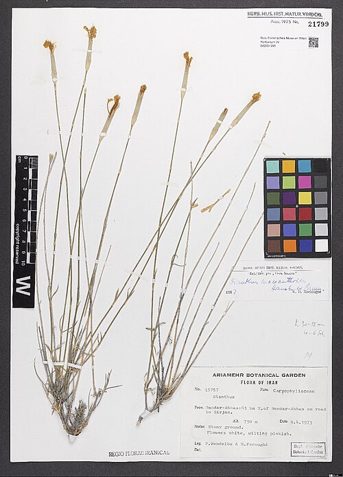 Dianthus macranthoides: Dianthus macranthoides — Herbarium specimen from . Bandar-Abbas, 85 km N of Bandar-Abbas [= Prov. Hormozgan] on road to Sirjan. 750 m., Iran. Collected by Wende
