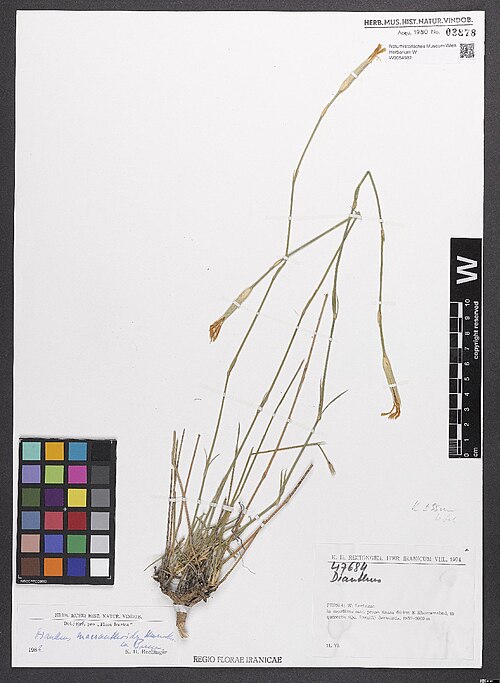 Dianthus macranthoides: Dianthus macranthoides — Herbarium specimen from Persia, W, Luristan, In montibus calc. prope Razan 60 km E Khorramabad, in quercetis (Qu. Brantii) devastatis,