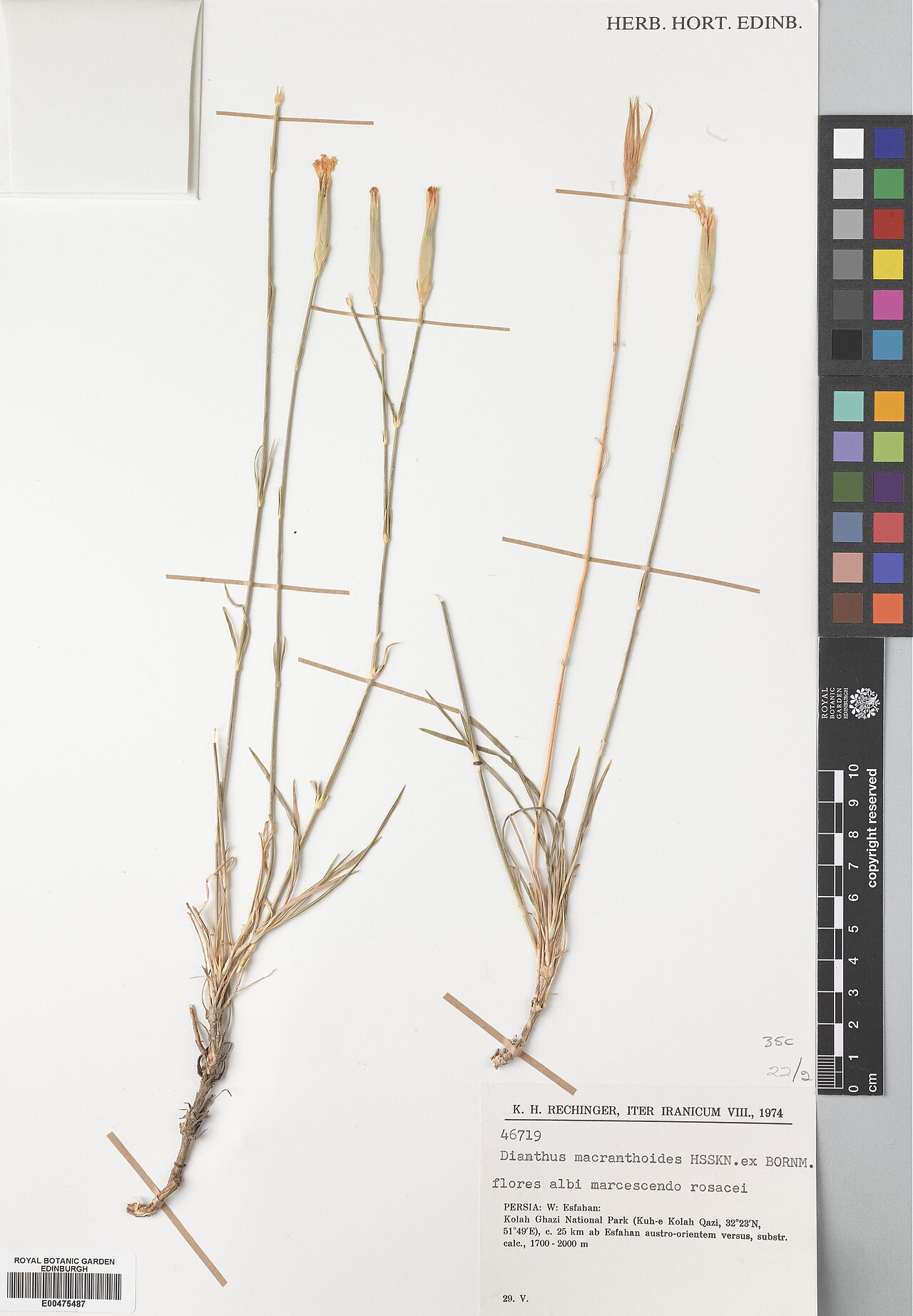 Dianthus macranthoides: Dianthus macranthoides — Herbarium specimen from Isfahan, Kolah Ghazi National Park (Kuh-e Kolah Qazi), c.25 km ab Esfahan, Iran. Collected by Rechinger, Karl H