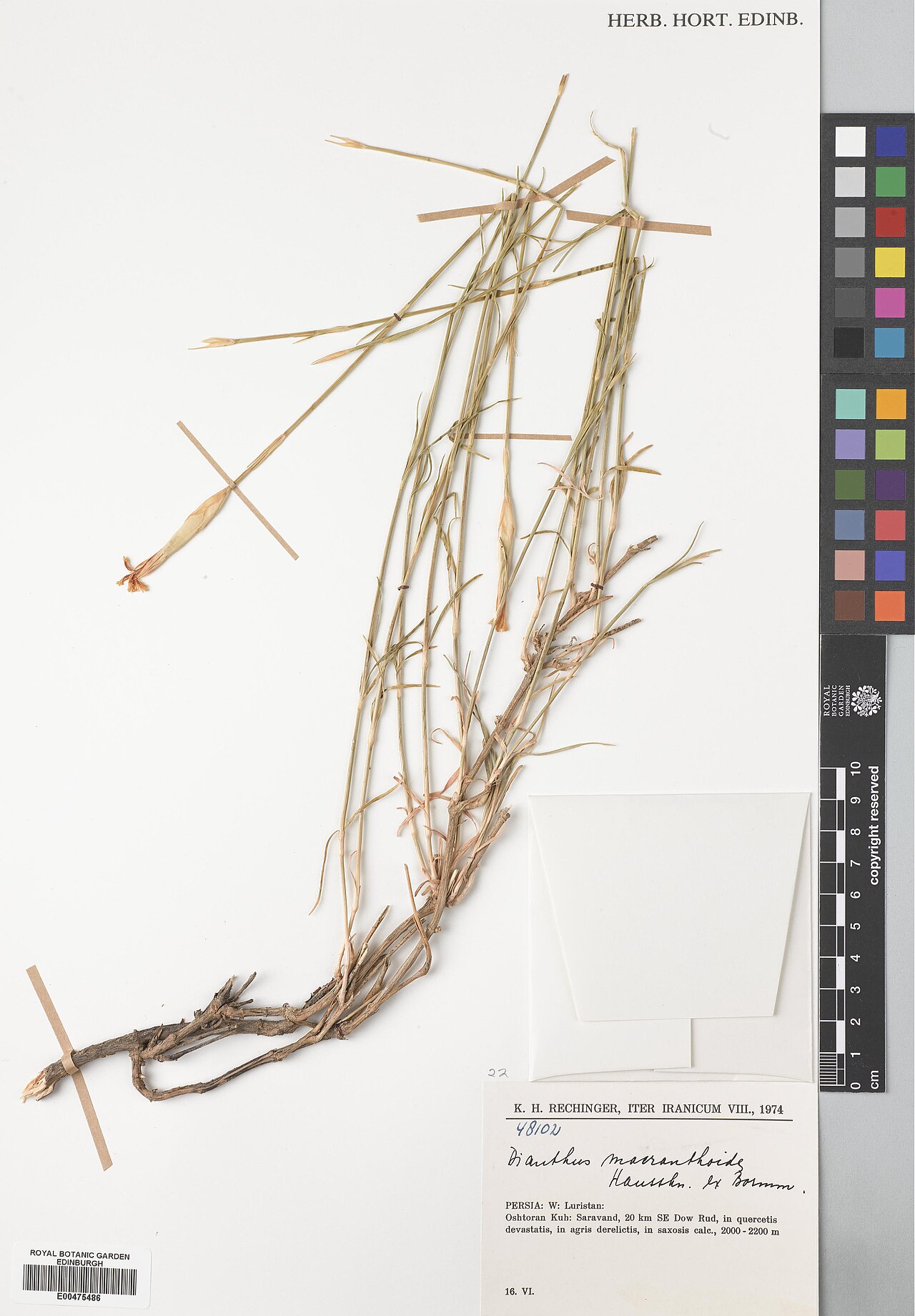 Dianthus macranthoides: Dianthus macranthoides — Herbarium specimen from Lorestan, Oshtoran Kuh, Saravand, 20 km SE Dow Rud, Iran. Collected by Rechinger, Karl Heinz (1974-06-16). Reco