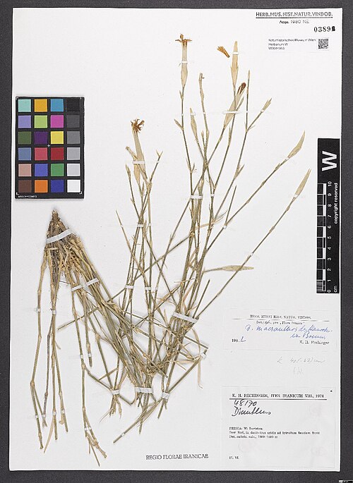 Dianthus macranthoides: Dianthus macranthoides — Herbarium specimen from Persia, W, Luristan, Dow Rud, in declivibus aridis ad introitum faucium fluvii Dez, substr. calc.; 1500-1600 m.
