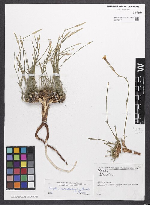 Dianthus macranthoides: Dianthus macranthoides — Herbarium specimen from Persia, W, Qashqai, In jugo 10 km a Kohruyeh meridiem versus, inter Shahreza et Semirom, in saxosis calc., 2600