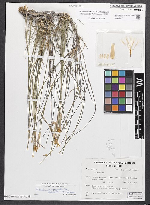 Dianthus macranthoides: Dianthus macranthoides — Herbarium specimen from Prov. Bandar-abbas, east end of Kuh-e Genou, Ab-e Garm, 200 m, Iran. Collected by Wendelbo,P. & Foroughi,H. 157