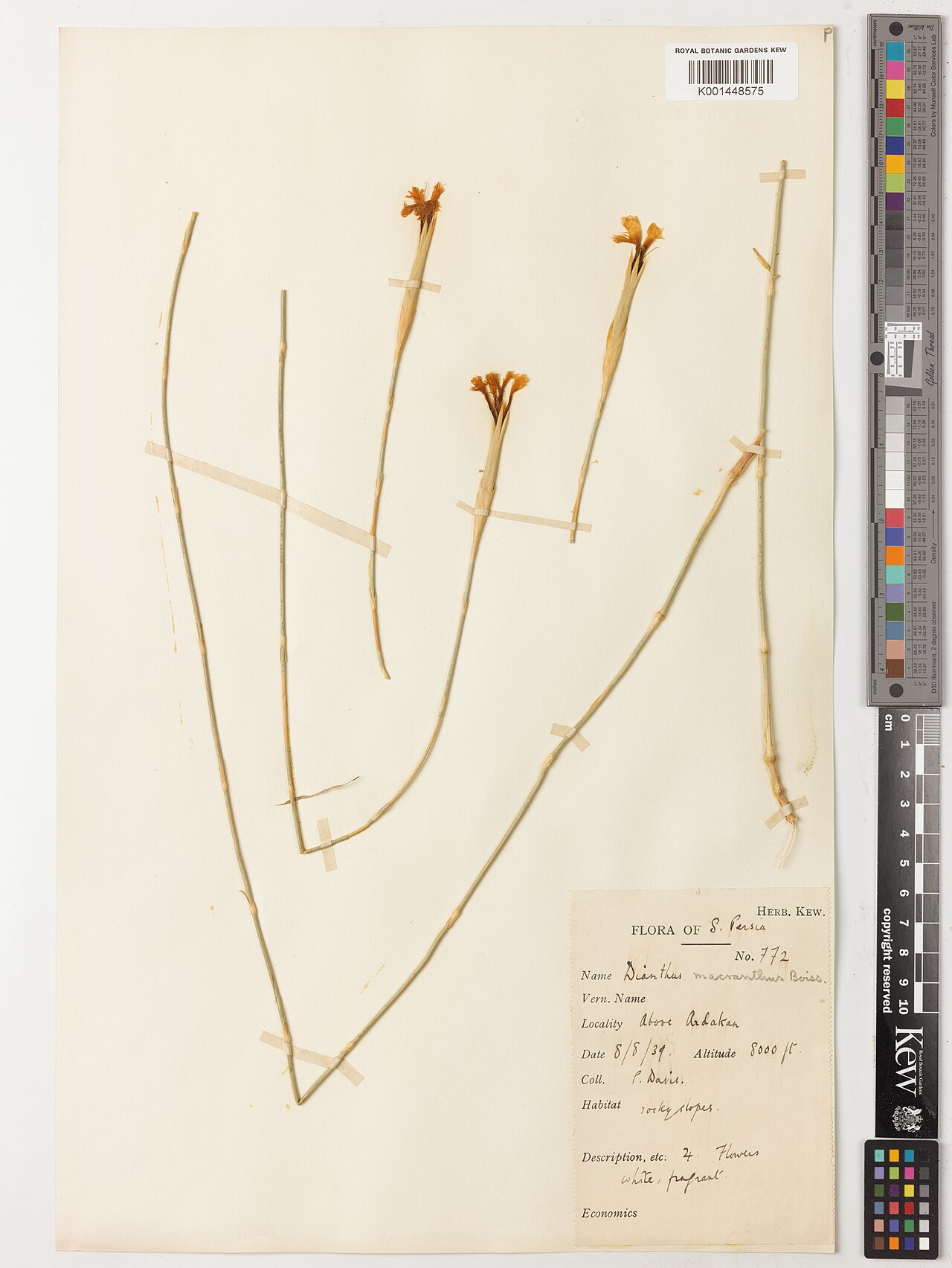 Dianthus macranthus: Dianthus macranthus — Herbarium specimen from above Ardakan, Iran. Habitat: rocky slopes. Collected by Davis, P.H. (1939-08-08). Recorded in GBIF occurrence 579