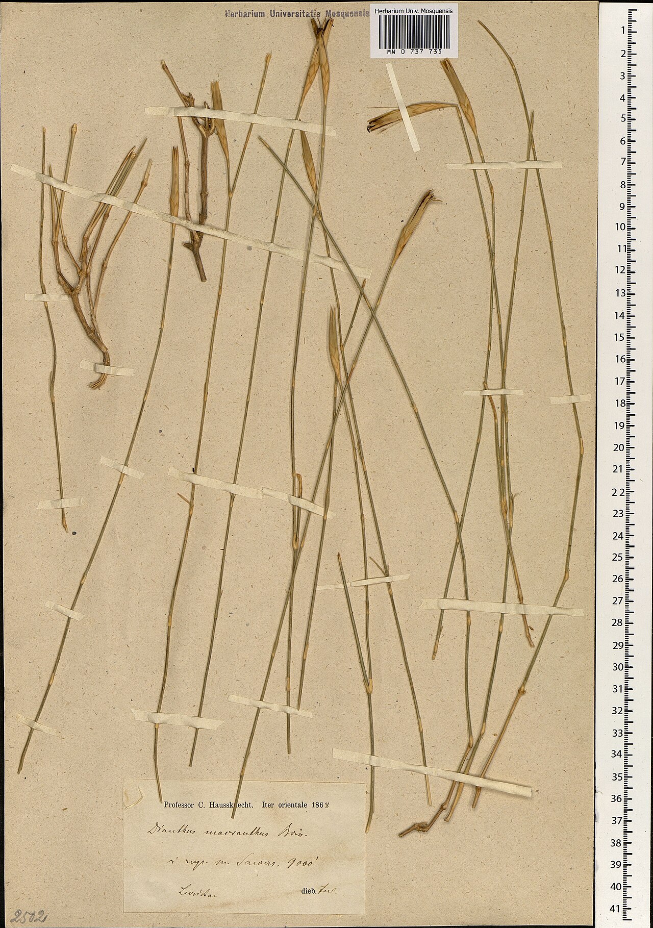 Dianthus macranthus: Dianthus macranthus — Herbarium specimen from Iran. Collected by C. Haussknecht (1868-07). Recorded in GBIF occurrence 1697855116 .