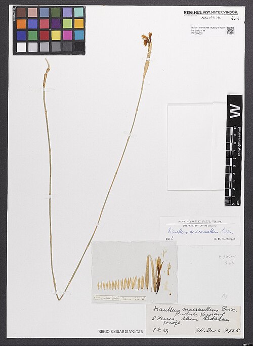Dianthus macranthus: Dianthus macranthus — Herbarium specimen from S. Persia. [?? - corr., Turkei, A9 Kars] Above Ardahan, 8000 ft. [= 2438 m]. Collected by Davis,P.H. & Buchner,P. 
