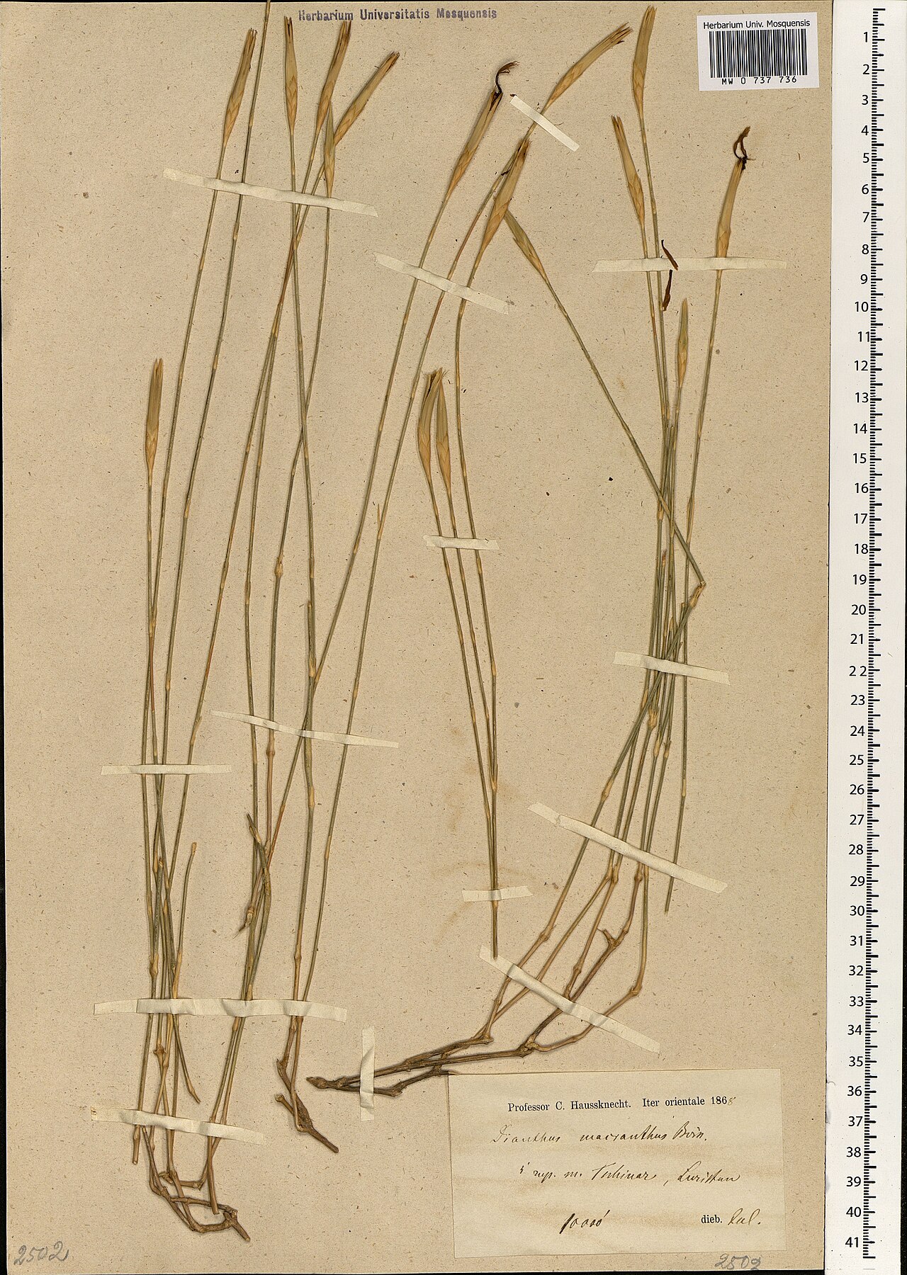Dianthus macranthus: Dianthus macranthus — Herbarium specimen from Iran. Collected by C. Haussknecht (1868-07). Recorded in GBIF occurrence 1697855118 .