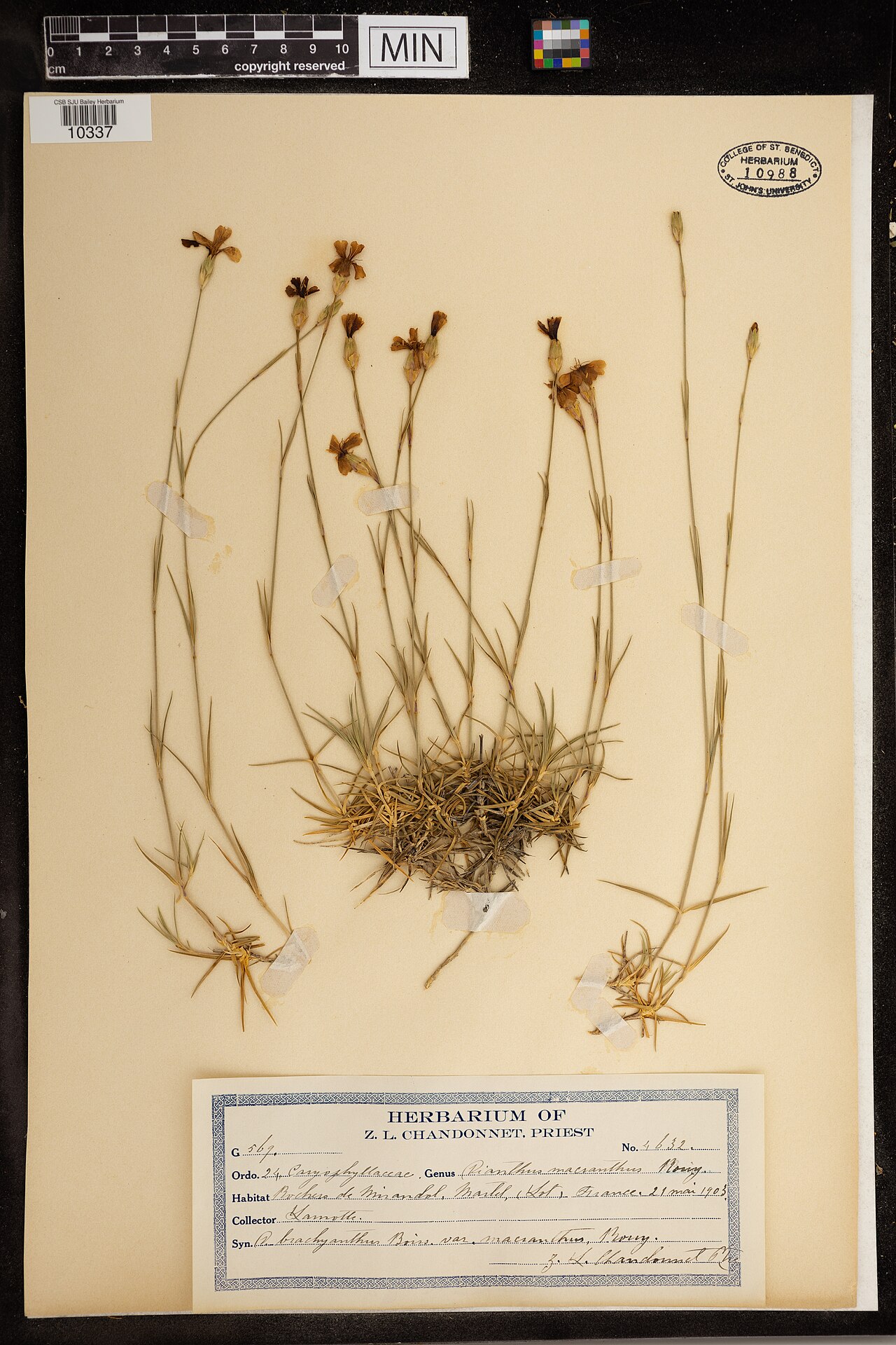 Dianthus macranthus: Dianthus macranthus — Herbarium specimen from Bochese de Mirandeol, Martel, Sol, France. Collected by Samotte (1903-05-21). Recorded in GBIF occurrence 51381811