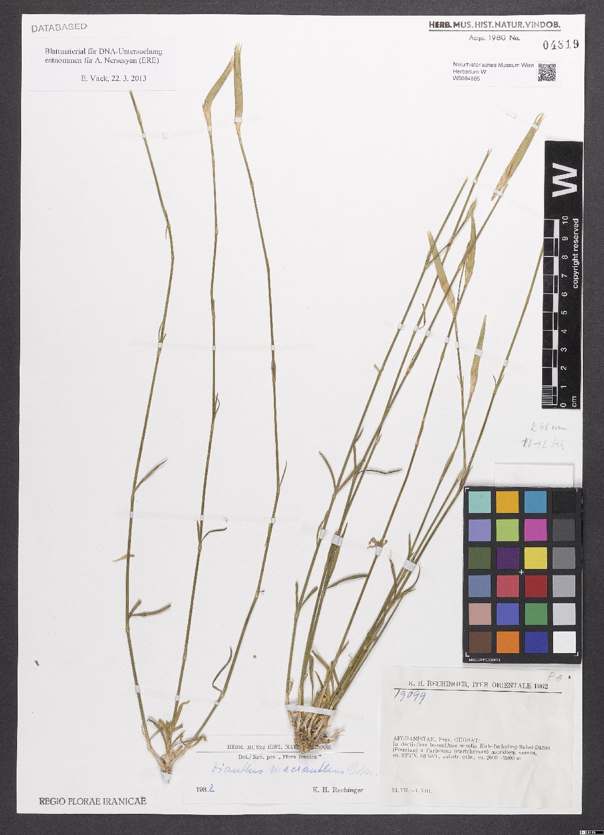 Dianthus macranthus: Dianthus macranthus — Herbarium specimen from Prov. Ghorat, in declivibus borealibus montis Kuh-Tscheling-Safed-Daraq (Pirestan) a Parjuman (Partcheman) meridie
