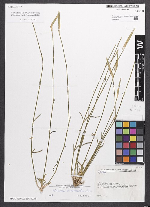 Dianthus macranthus: Dianthus macranthus — Herbarium specimen from Prov. Ghorat, in declivibus borealibus montis Kuh-Tscheling-Safed-Daraq (Pirestan) a Parjuman (Partcheman) meridie