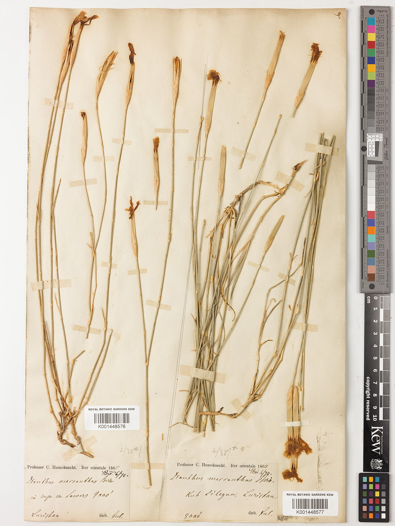 Dianthus macranthus: Dianthus macranthus — Herbarium specimen from Kuh Dilegun, Luristan, Iran. Collected by Haussknecht, C. (1868-07-01). Recorded in GBIF occurrence 5797676992 .