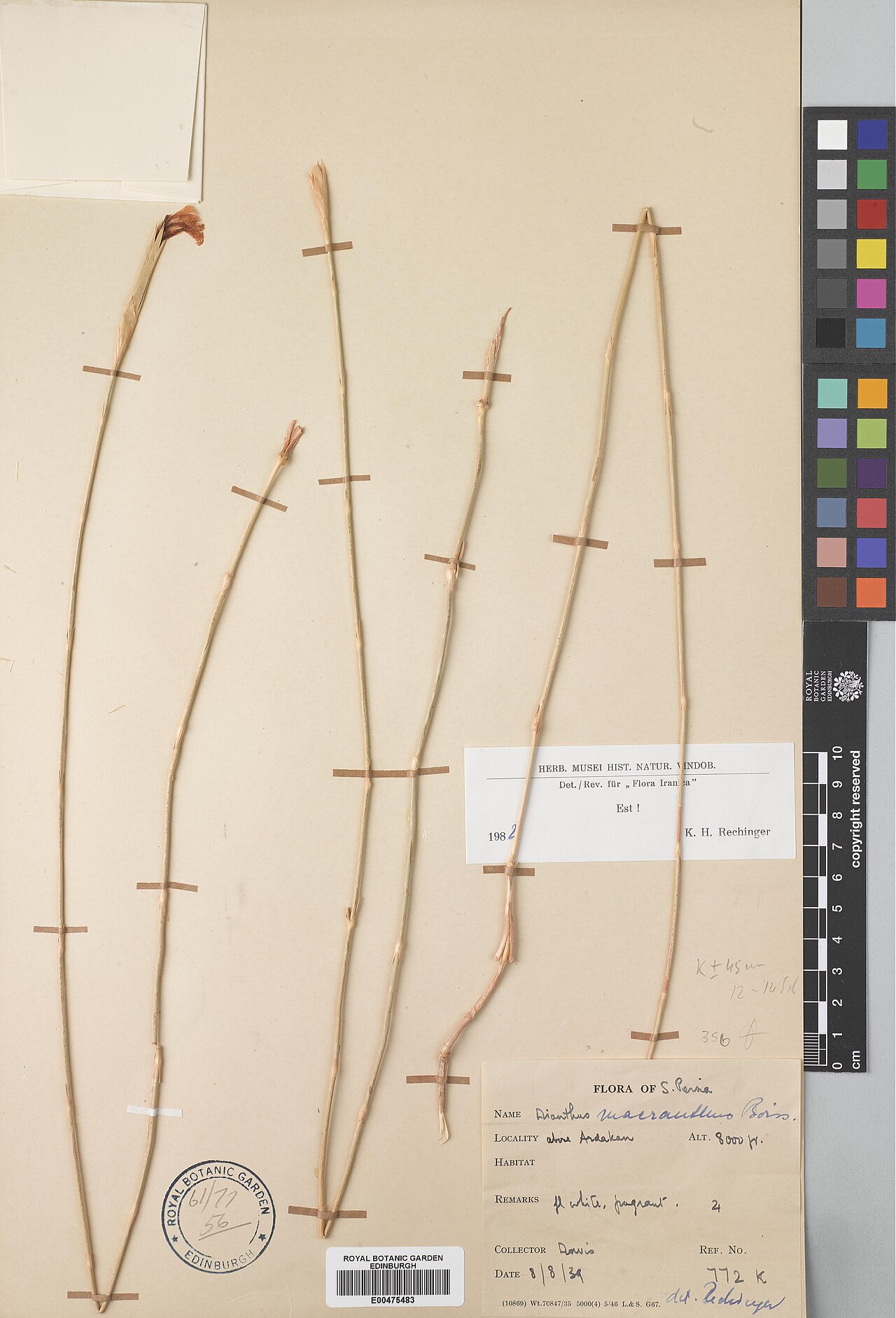 Dianthus macranthus: Dianthus macranthus — Herbarium specimen from above Ardakan, Iran. Collected by Davis, Peter Hadland (1939-08-08). Recorded in GBIF occurrence 574927159 .