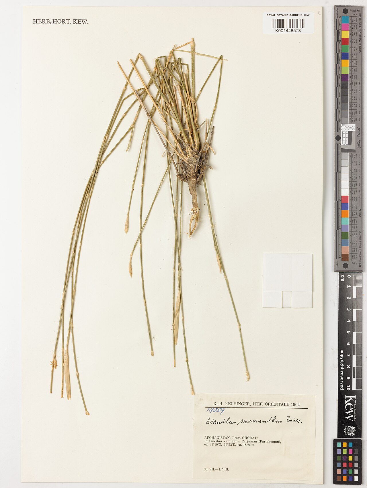 Dianthus macranthus: Dianthus macranthus — Herbarium specimen from Prov. Ghorat, infra Parjuman (Partcheman), Afghanistan. Habitat: in faucibus calc.. Collected by Rechinger, K.H. (