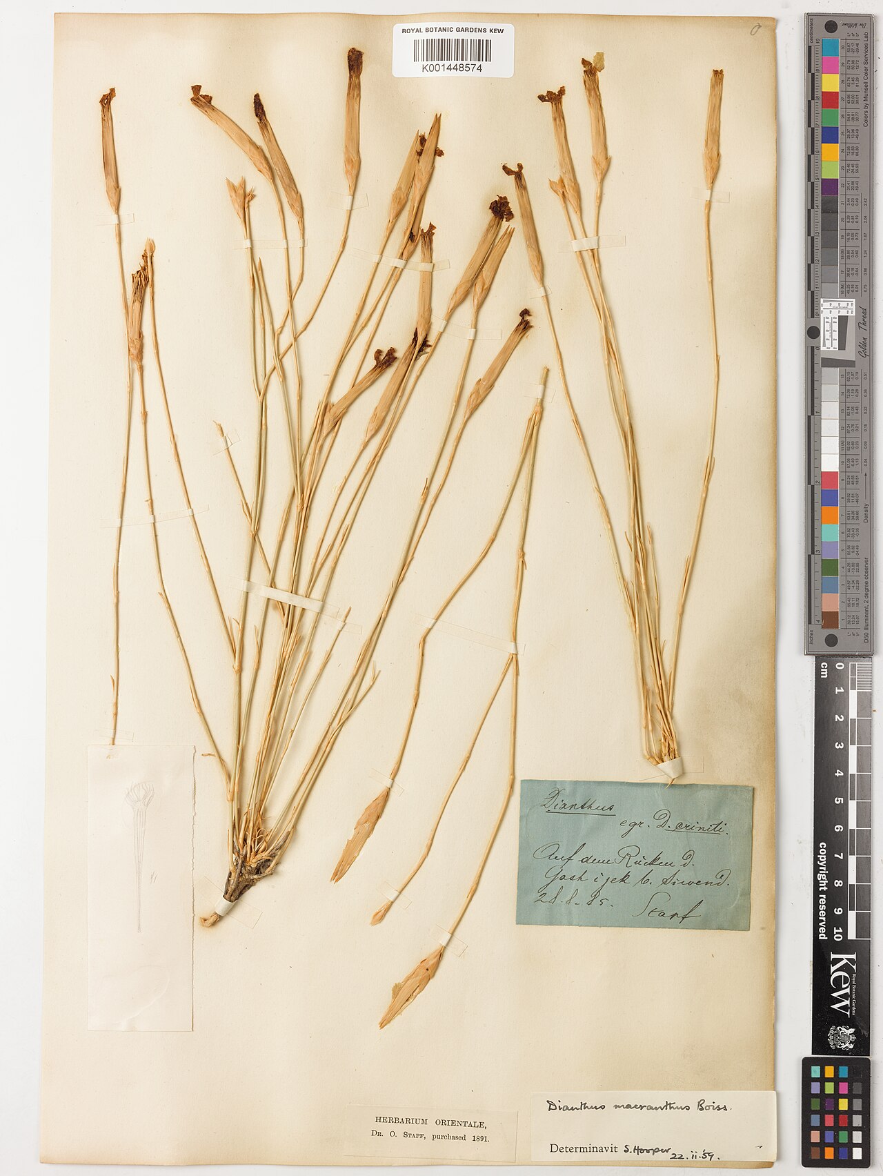 Dianthus macranthus: Dianthus macranthus — Herbarium specimen from Auf dem Rücken d. Gash i jek b. Sirvend;, Iran. Collected by Stapf, O. (1885-08-28). Recorded in GBIF occurrence 5