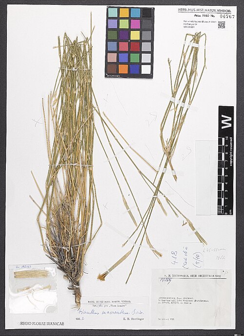 Dianthus macranthus: Dianthus macranthus — Herbarium specimen from Prov. Ghorat, In faucibus calc. infra Parjuman (Partcheman), ca 33°10'N 63°52'E, ca 1850 m., Afghanistan. Collecte