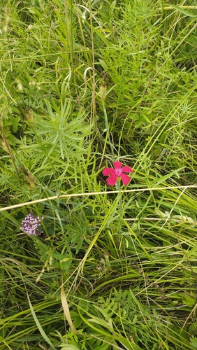 Dianthus mainensis (Dianthus mainensis)