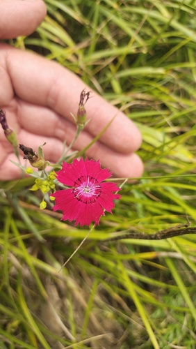 Dianthus mainensis (Dianthus mainensis)