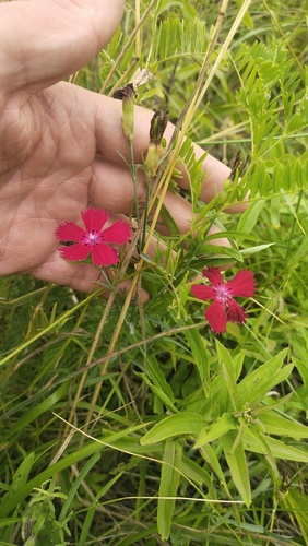 Dianthus mainensis (Dianthus mainensis)