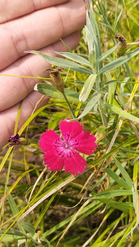 Dianthus mainensis (Dianthus mainensis)