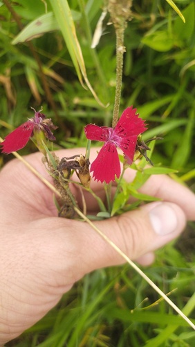 Dianthus mainensis (Dianthus mainensis)
